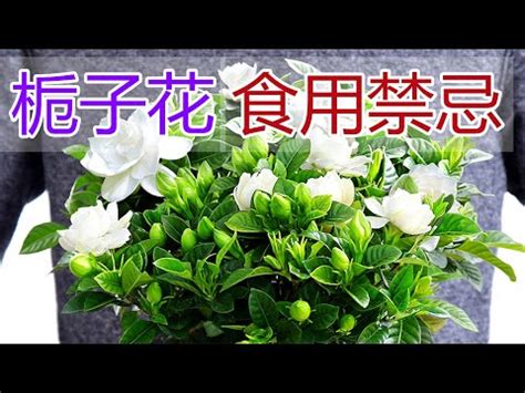 梔子花中藥|梔子花的功效:清肺止咳,涼血止血,主肺熱咳嗽,鼻